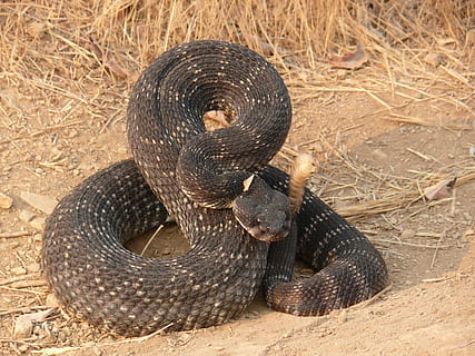 2560x1600 wallpaper images eastern diamondback rattlesnake