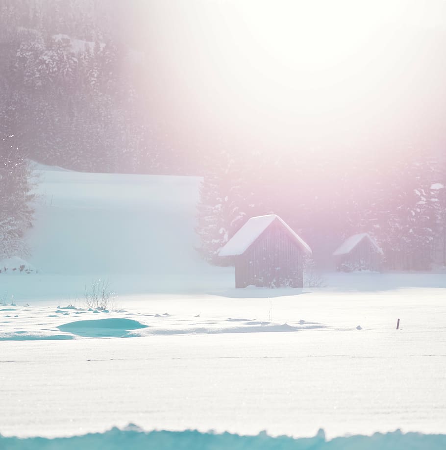 brown barn at daytime, house, snow, plants, grass, tree, pine HD wallpaper