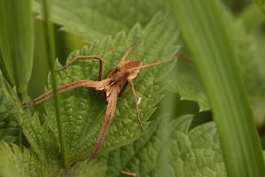 Spider, Leaf, Grass, Nature, Close, green color, one animal HD wallpaper