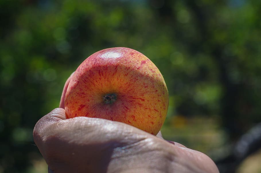 apple, gala, fruit, red, food, fresh, natural, healthy, organic HD wallpaper