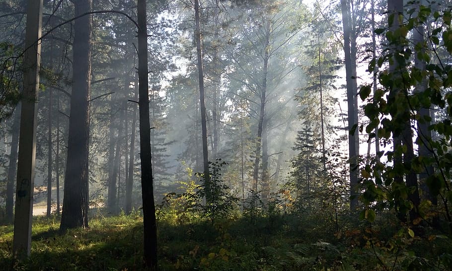 the sun's rays, forest, light, day, morning, tree, plant, land HD wallpaper