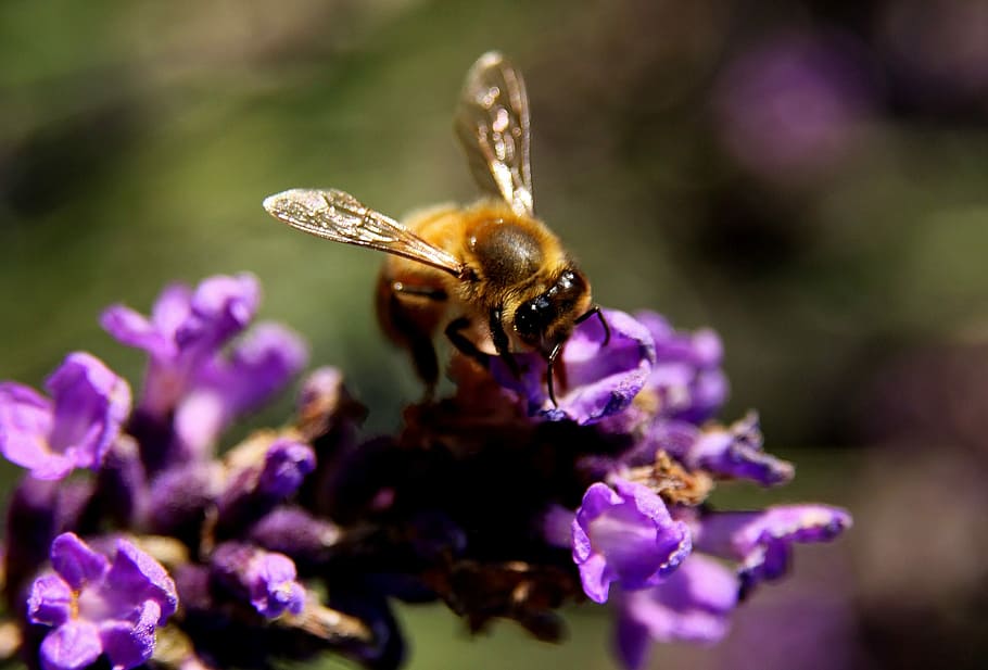 Bee, Lavender, Wings, Pollen, Insect, nature, yellow, animal HD wallpaper