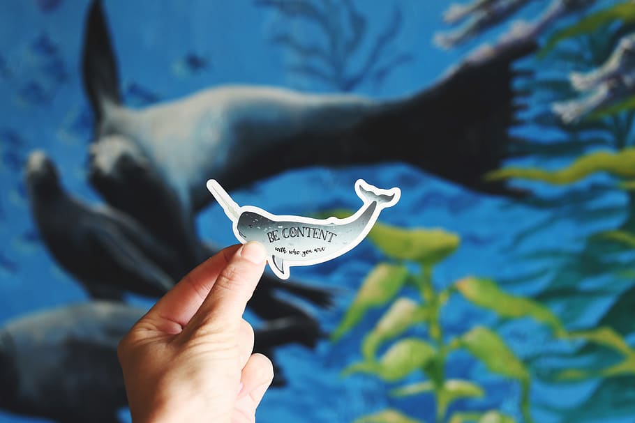 person holding whale decal, person holding dolphin sticker, Content HD wallpaper