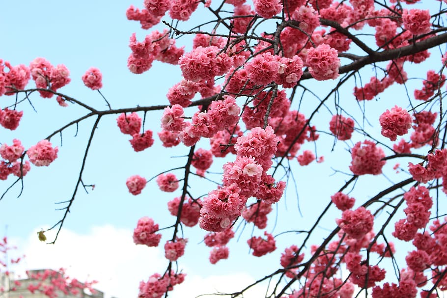 cherry blossom, dali, spring, flower, flowering plant, pink color HD wallpaper