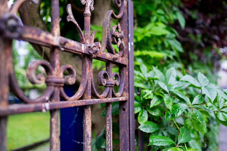 gate, stainless, plant, green, brown, fence, macro, metal, rusty HD wallpaper