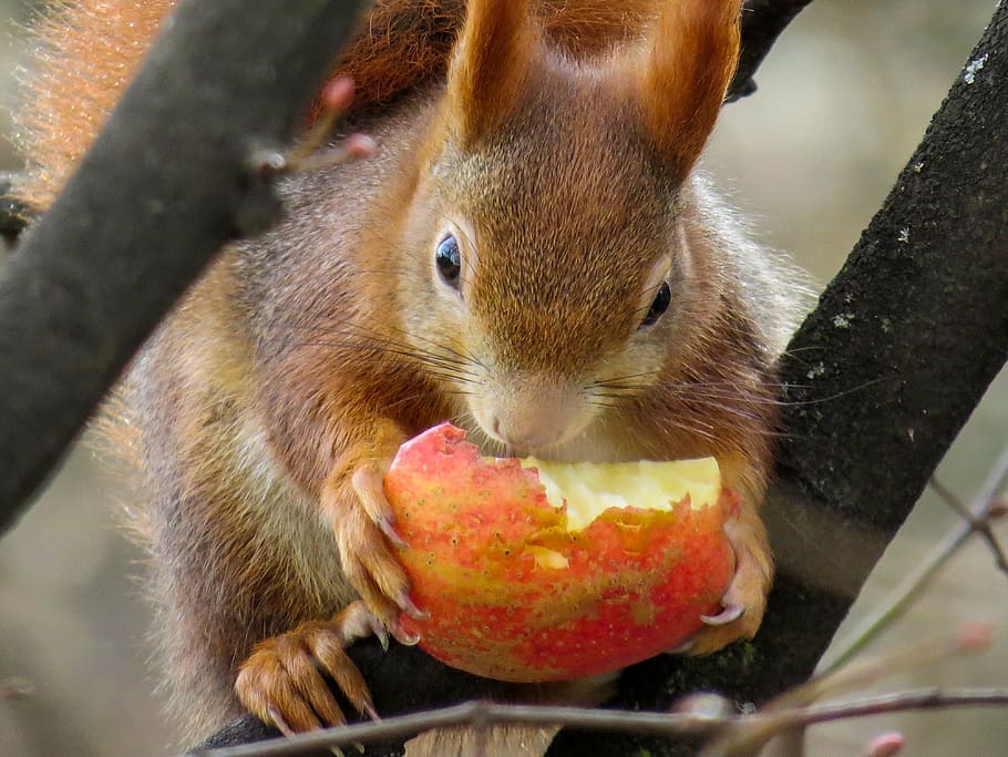 red squirrel holding apple, cute, croissant, eat, tree, spring HD wallpaper