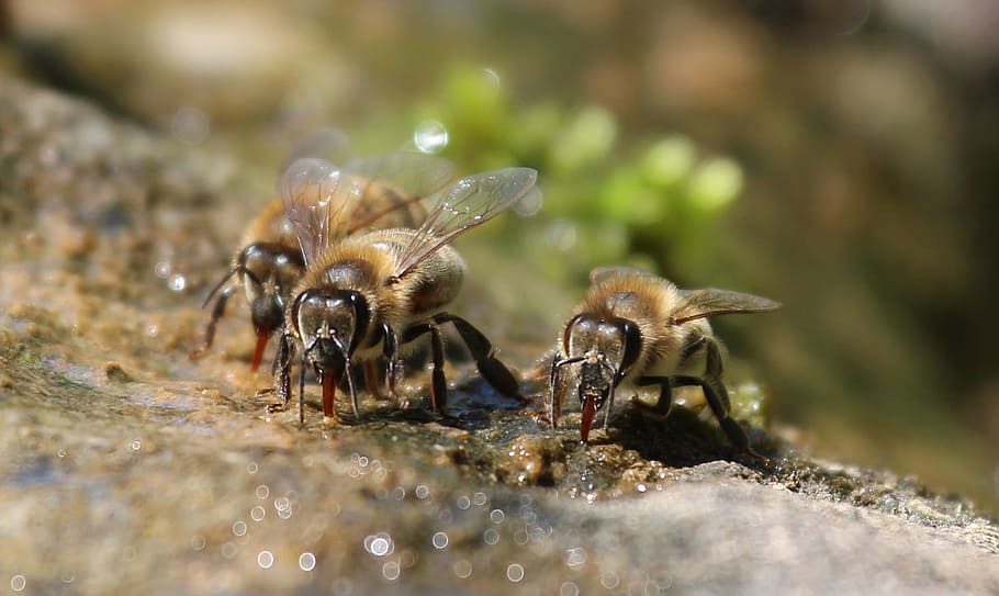 bees, drink, water, nature, macro, thirst, fountain, drinking water HD wallpaper