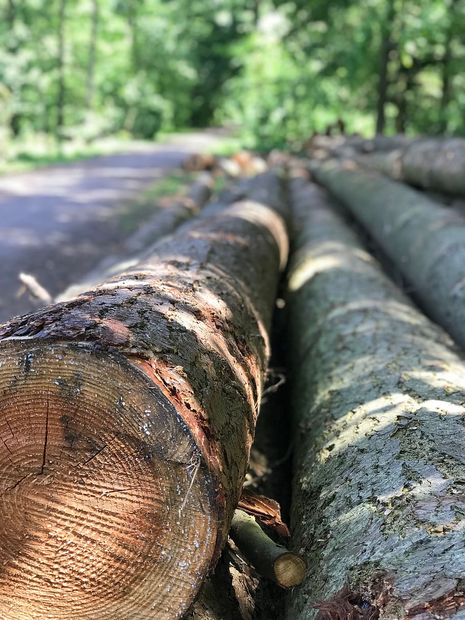forest, trees, nature, log, timber, plant, day, focus on foreground HD wallpaper