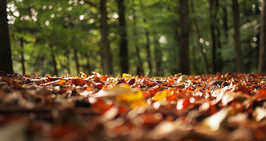 close-up photography of dried leaves under green trees, brown HD wallpaper