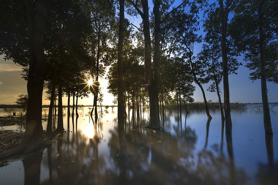 body of water under trees, sunset, outdoor, background, nice HD wallpaper