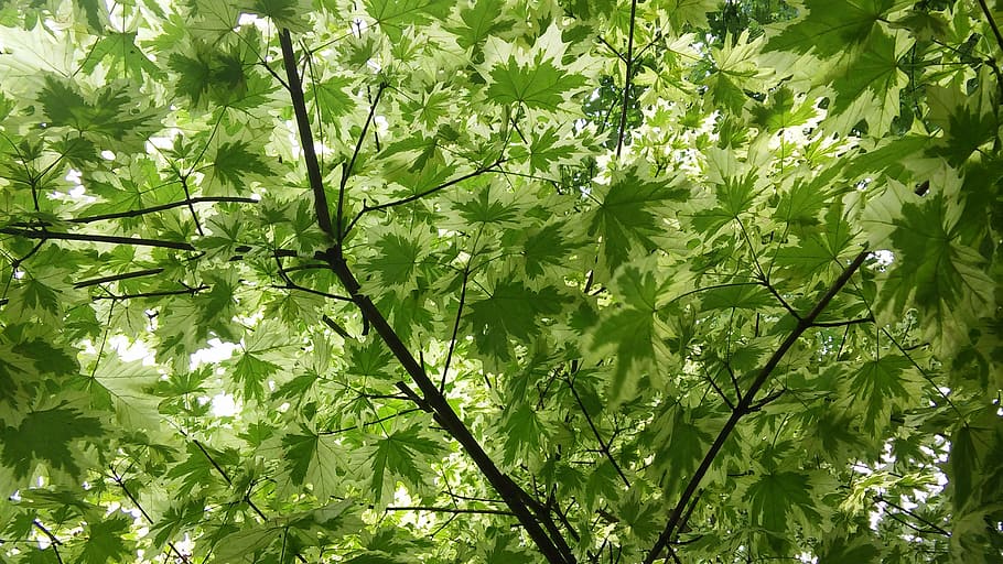 maple, leaves, green, tree, spring, fresh, plant, leaf, plant part HD wallpaper
