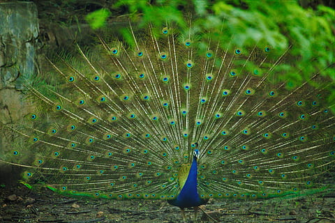 blue and green peacock, rain, peacock dancing, background, pavo cristatus HD wallpaper