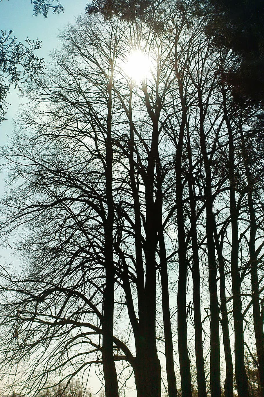 sun, spring, tree, plant, sky, tranquility, nature, low angle view HD wallpaper