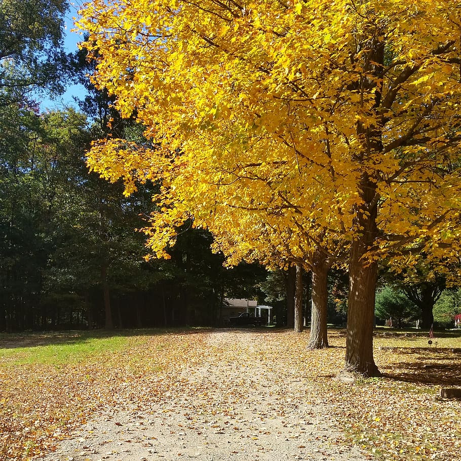 path, tree, autumn, autumn leaves, yellow, country, walk, plant HD wallpaper