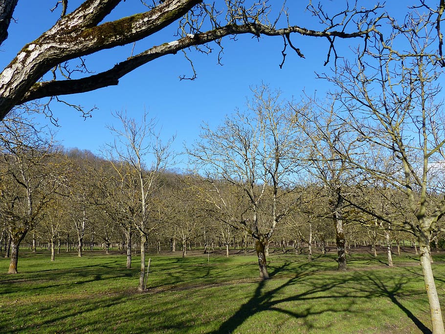 Field, Walnut, Winter, Blue Sky, field walnut, tree, bare tree HD wallpaper