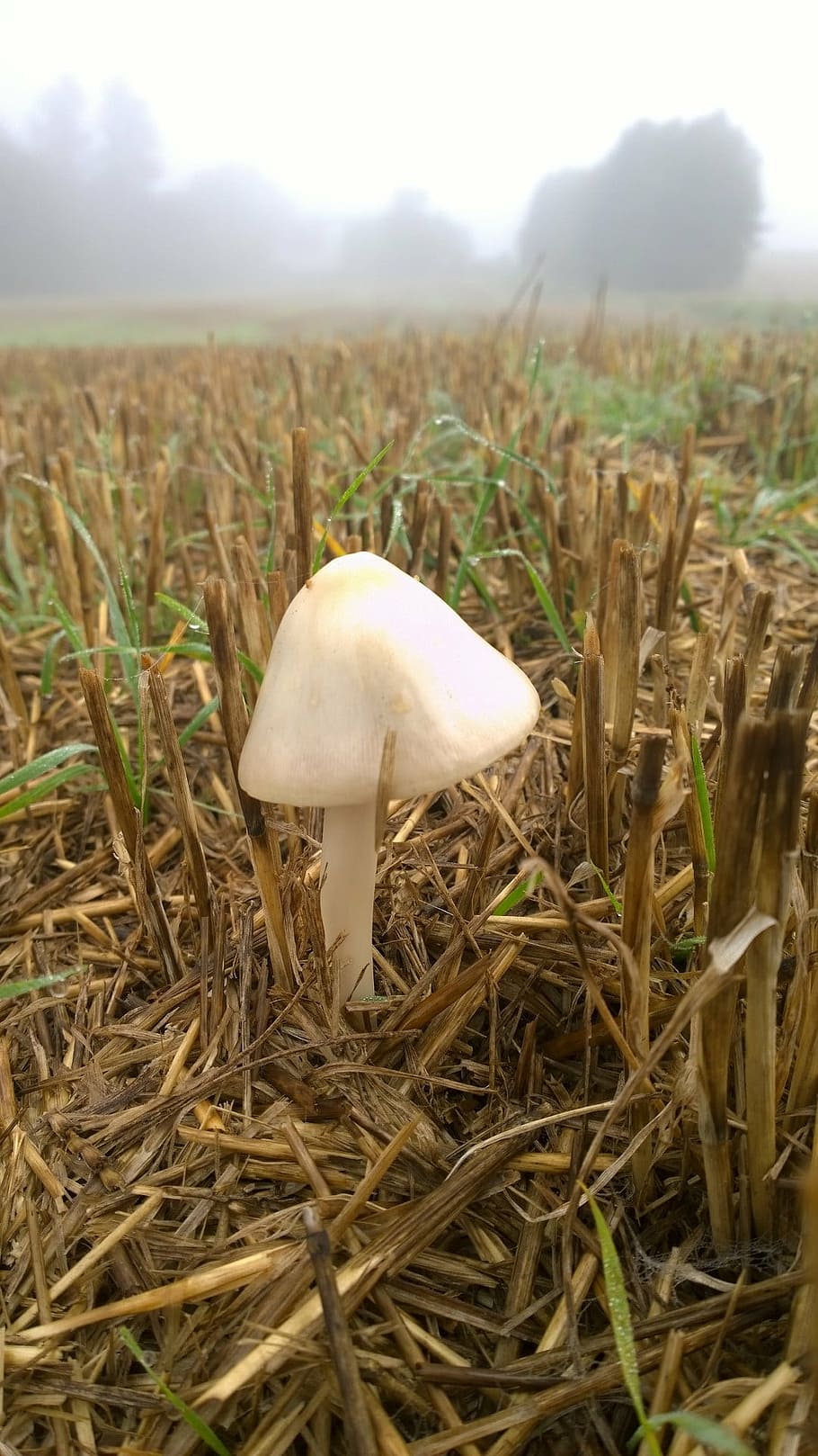mark, toadstool, toadstools, grass, nature, fungus, autumn HD wallpaper