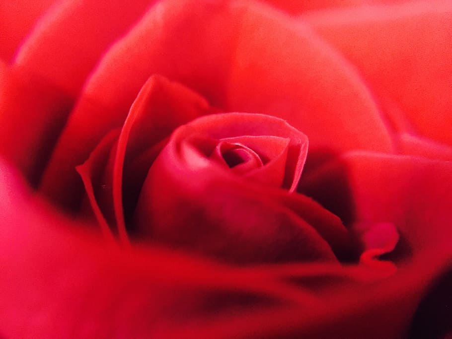 affection, anniversary, beautiful, bloom, blooming, blossom HD wallpaper