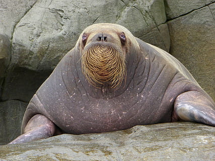 walrus, bart, zoo, rock, water, fins, thick, weight, mammal HD wallpaper