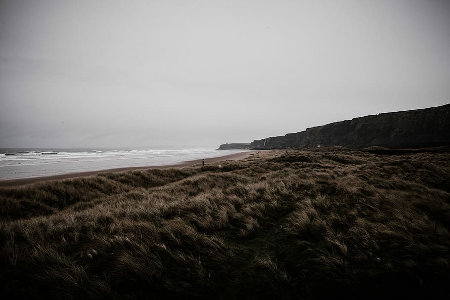 brown sand photo, brown grass field at daytime, coast, wind, tan HD wallpaper