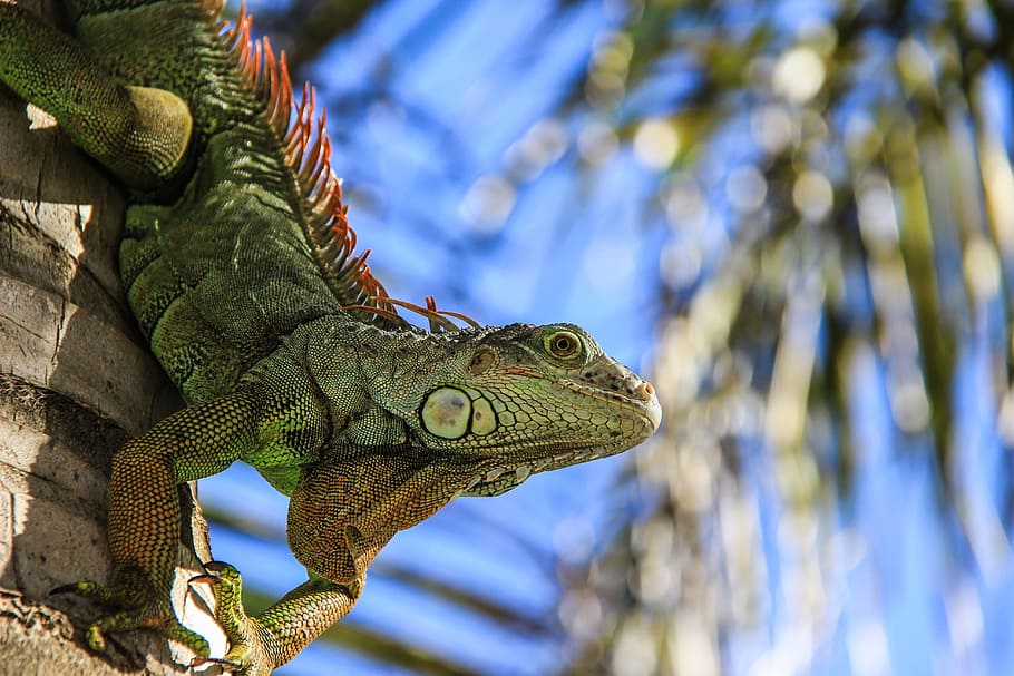 shallow focus photography of green bearded dragon on palm tree during daytime