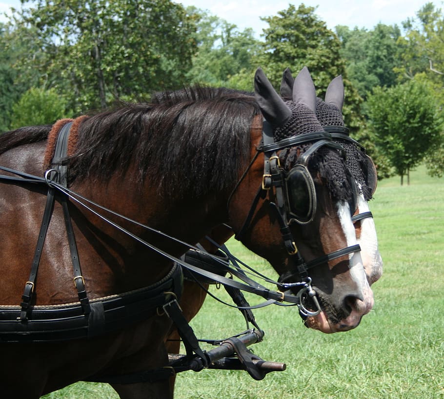 horses, working, hackney, farm, agriculture, ranch, farming HD wallpaper