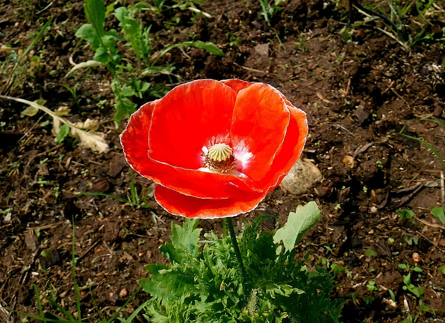flower, red, bloom, plant, growth, high angle view, beauty in nature HD wallpaper