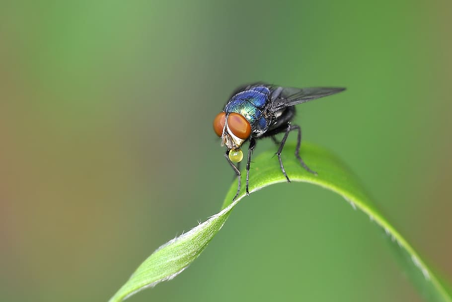 Insect, Fly, Leaf, Color, blue, red, ball, secretion, nature HD wallpaper