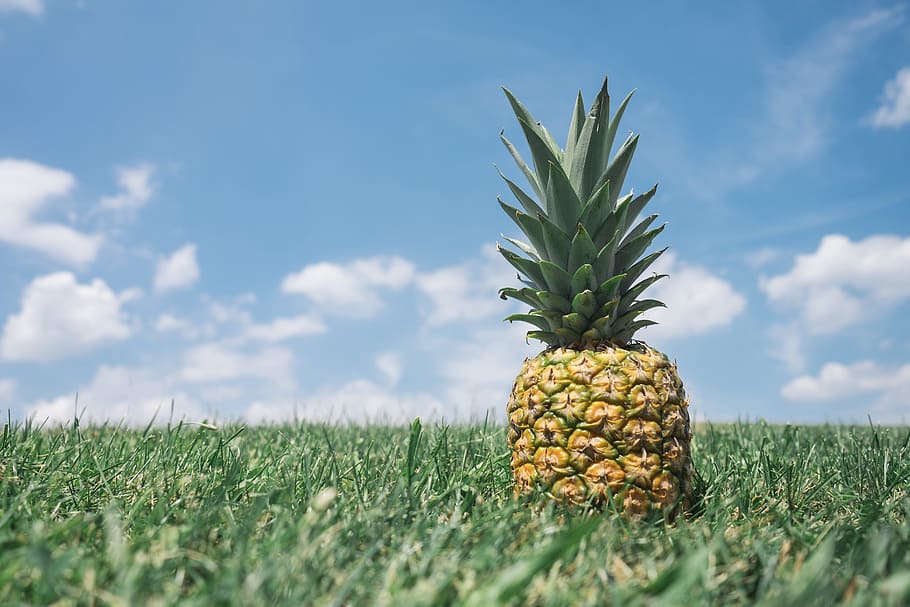 grass, meadow, pineapple, fruit, tropical, food and drink, healthy eating HD wallpaper