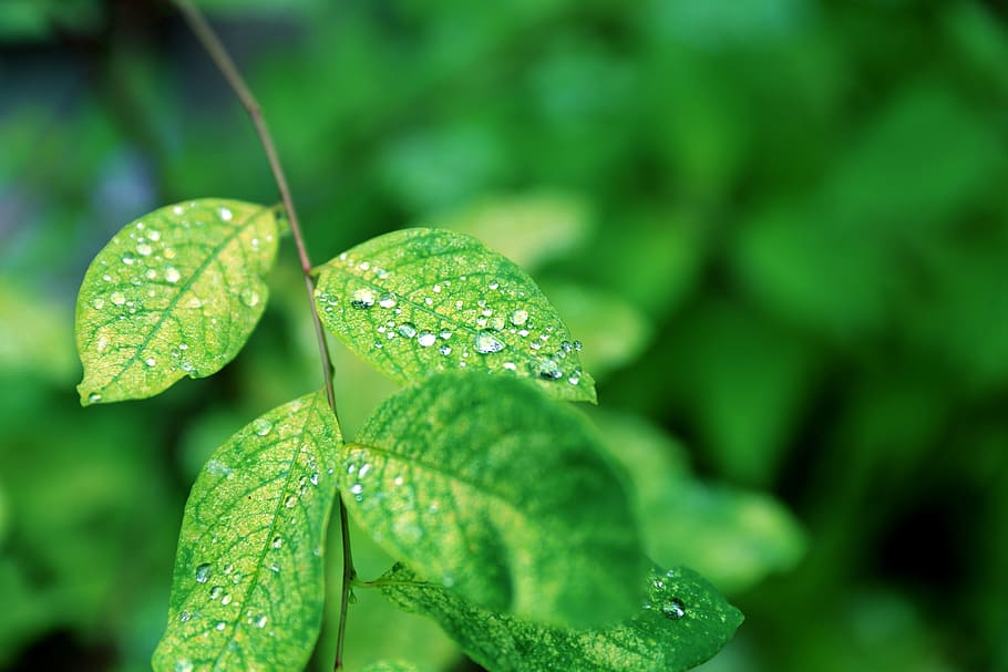 green, the leaves, plant, green color, leaf, growth, plant part HD wallpaper