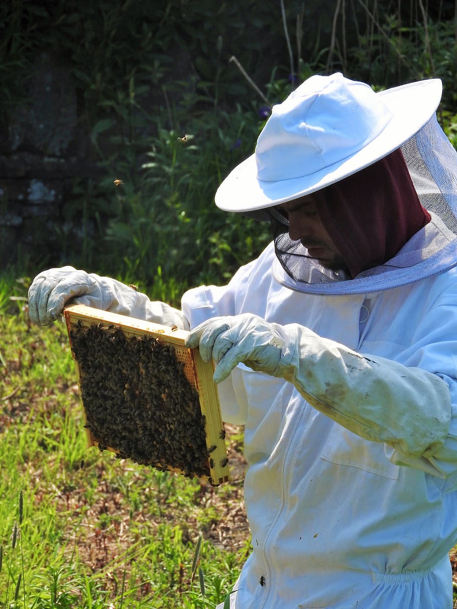 beekeeper, apiarist, beehive, honey, apiary, agriculture, beekeeping, HD wallpaper