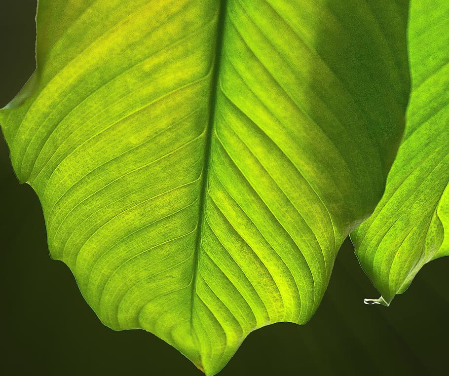 Nature, Plant, leaf, green leaf, the accuracy of the, the details of the HD wallpaper