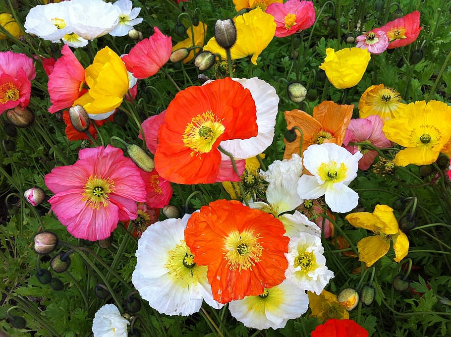 flowers, spring, colors, flowering plant, freshness, vulnerability HD wallpaper