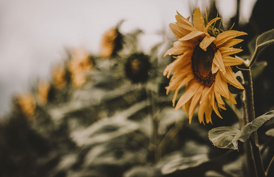 sunflower in bloom, selective focus photography of yellow sunflower HD wallpaper