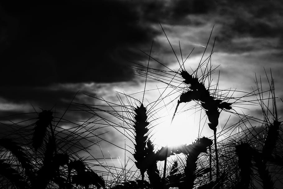 Grain, Wheat, Rye, Field, Cornfield, wheat field, rye field HD wallpaper
