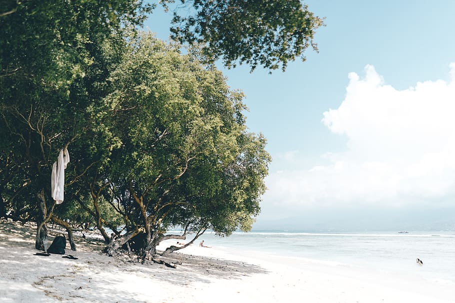 photo of green leafed tree, beach during daytime, green tree HD wallpaper
