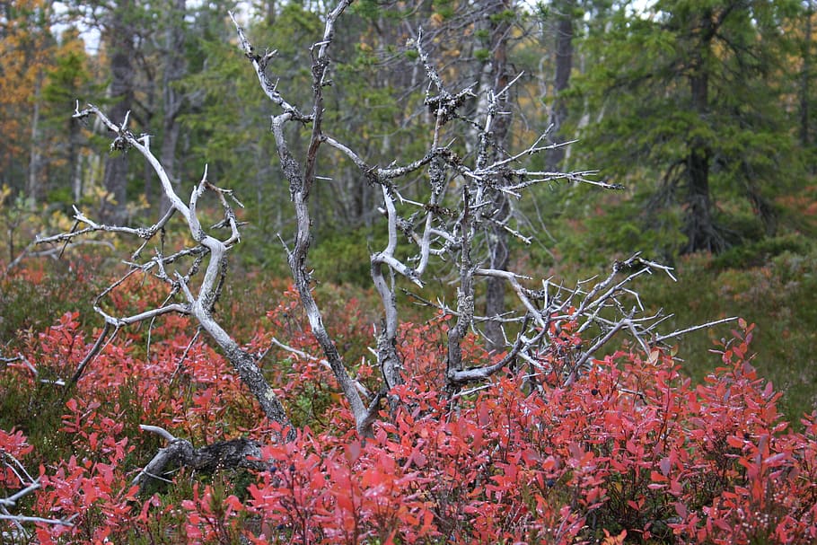 forest, autumn, tree, dry, branches, plant, beauty in nature HD wallpaper