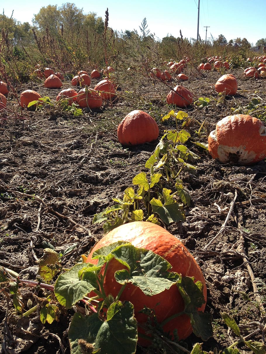 pumpkins, field, autumn, fall, halloween, holiday, thanksgiving HD wallpaper