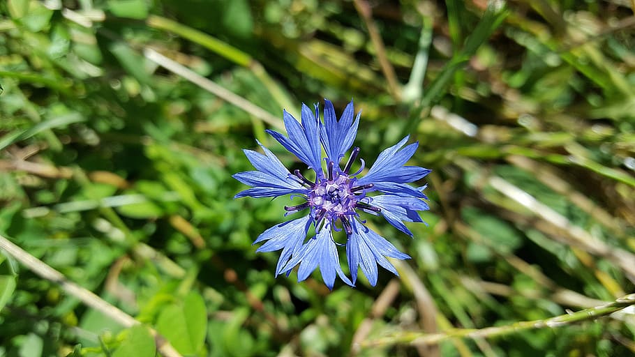 cornflower, cornflower blue, asteraceae, centaurea cyanus, blue flower, HD wallpaper