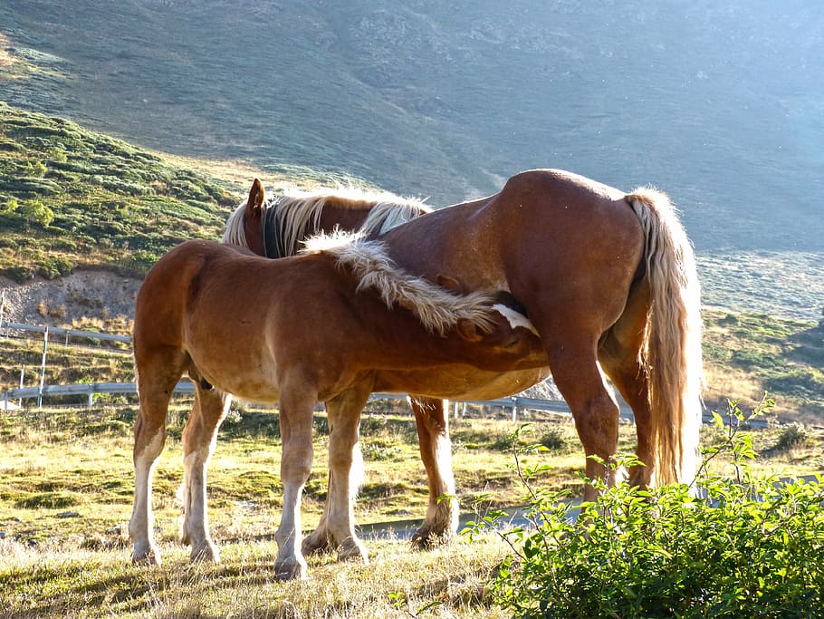 horse, mare, colt, breastfeeding, val d'aran, port of the bonaigua, HD wallpaper