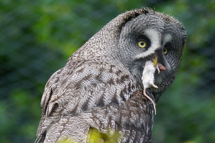 selective focus photography of owl with white mouse on mouth HD wallpaper