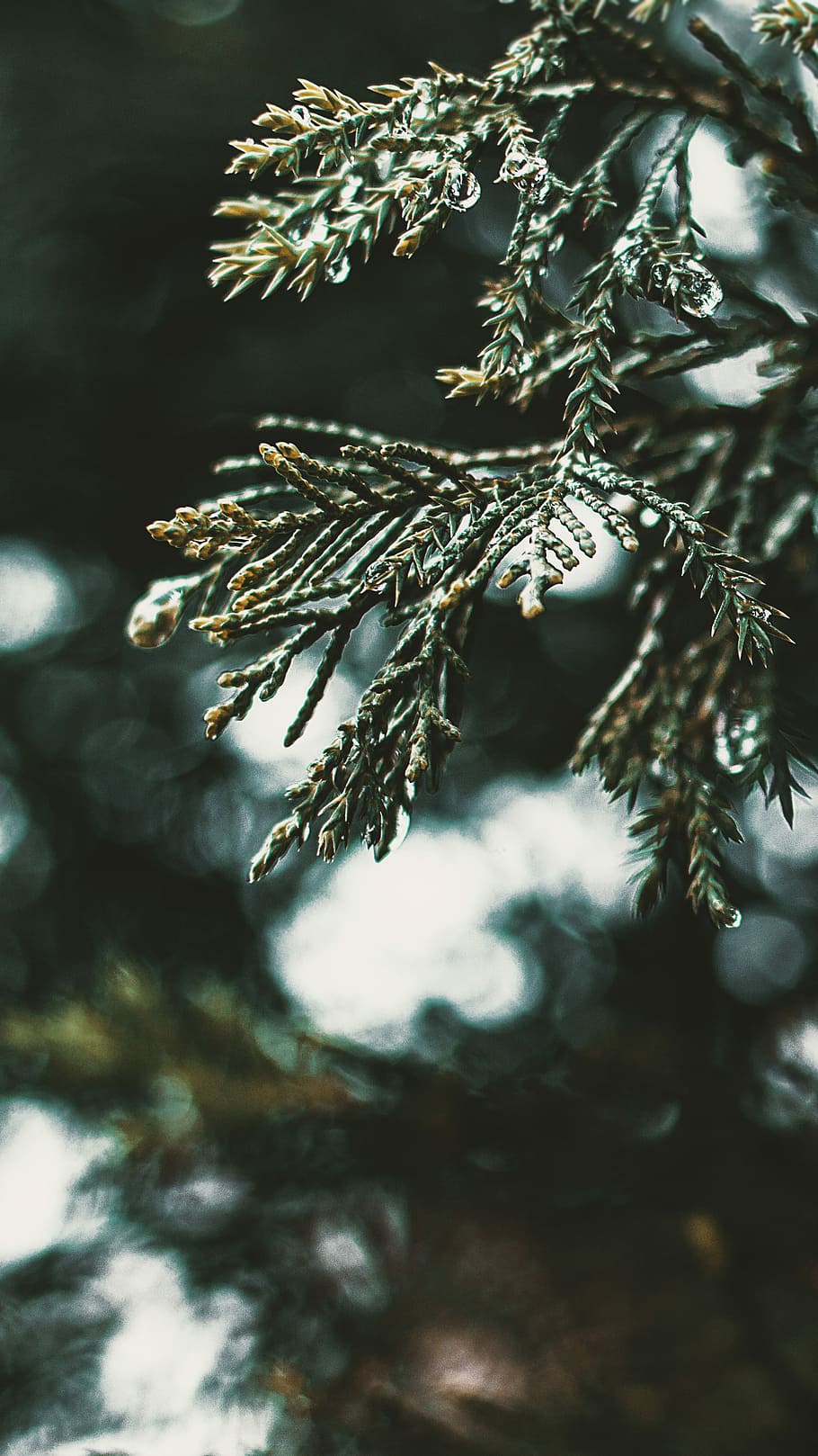 After-Fall’, close up photography of green leaf, foliage, tree HD wallpaper