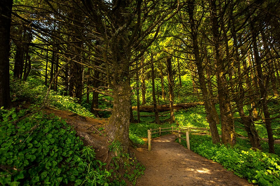 green leafed trees, dawn, fall, fog, footpath, guidance, hike HD wallpaper