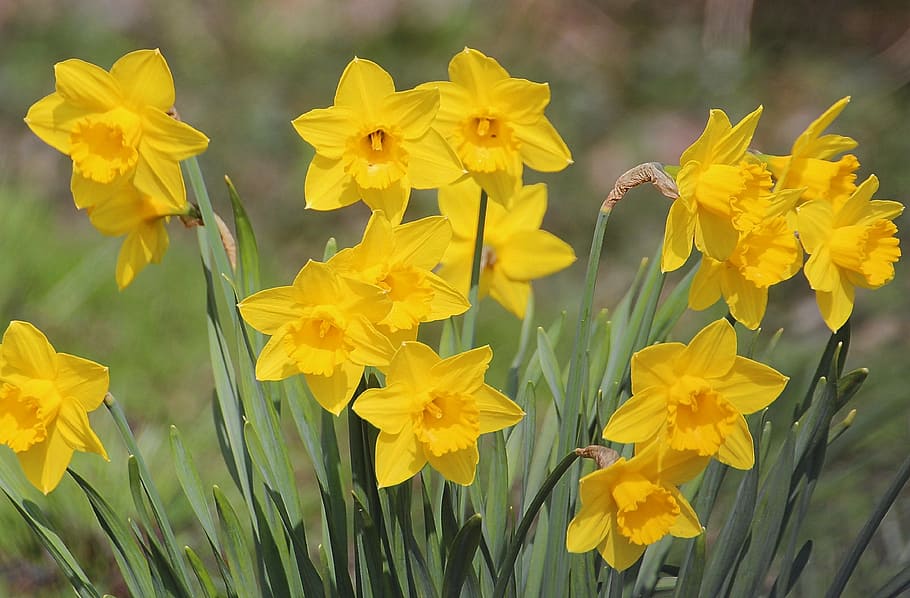 yellow flowering plant, narcissus pseudonarcissus, daffodil, amaryllidaceae, HD wallpaper