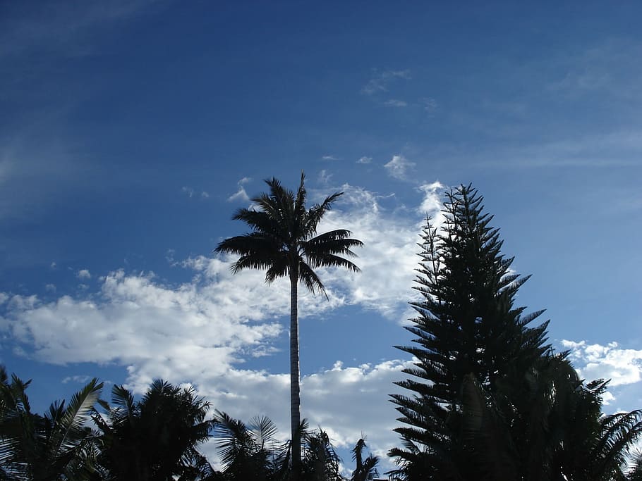landscape, palma, tree, sky, clouds, nature, blue, palm tree HD wallpaper
