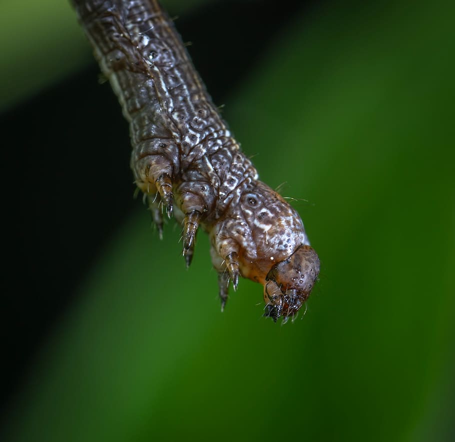 macro, insect, caterpillar, one animal, animal themes, animals in the wild HD wallpaper