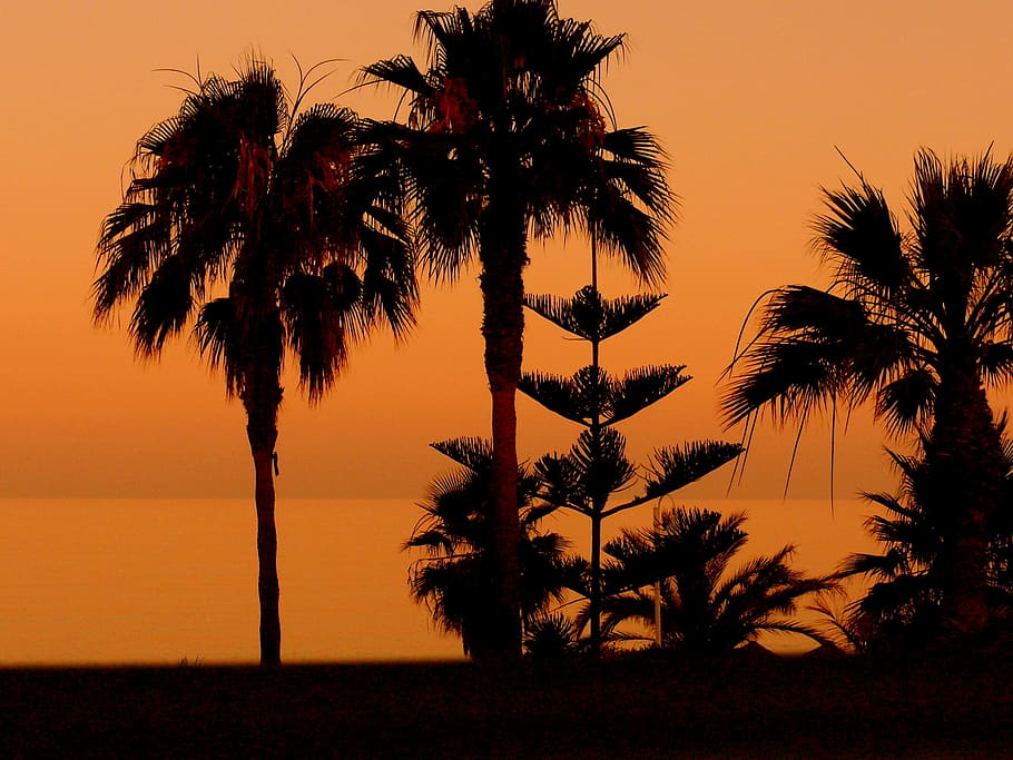 Palm Trees, Sunset, Beach, Nerja, silhouette, tropical climate HD wallpaper