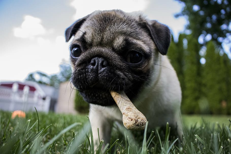 close up photo of fawn pug puppy on grass field, bone, dog, pet, HD wallpaper