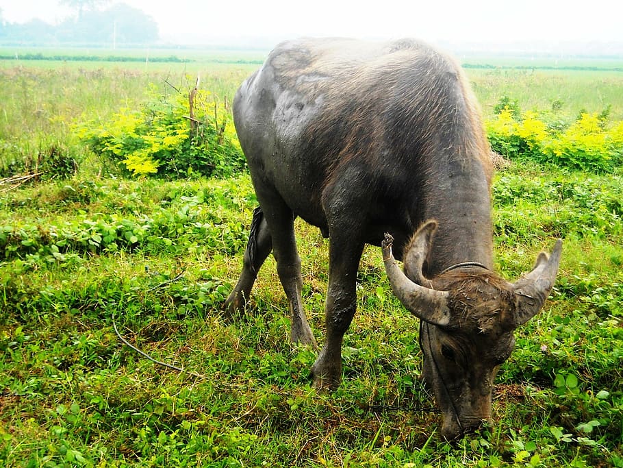 buffalo, eating, grass, green, nature, animal, mammal, water Buffalo HD wallpaper