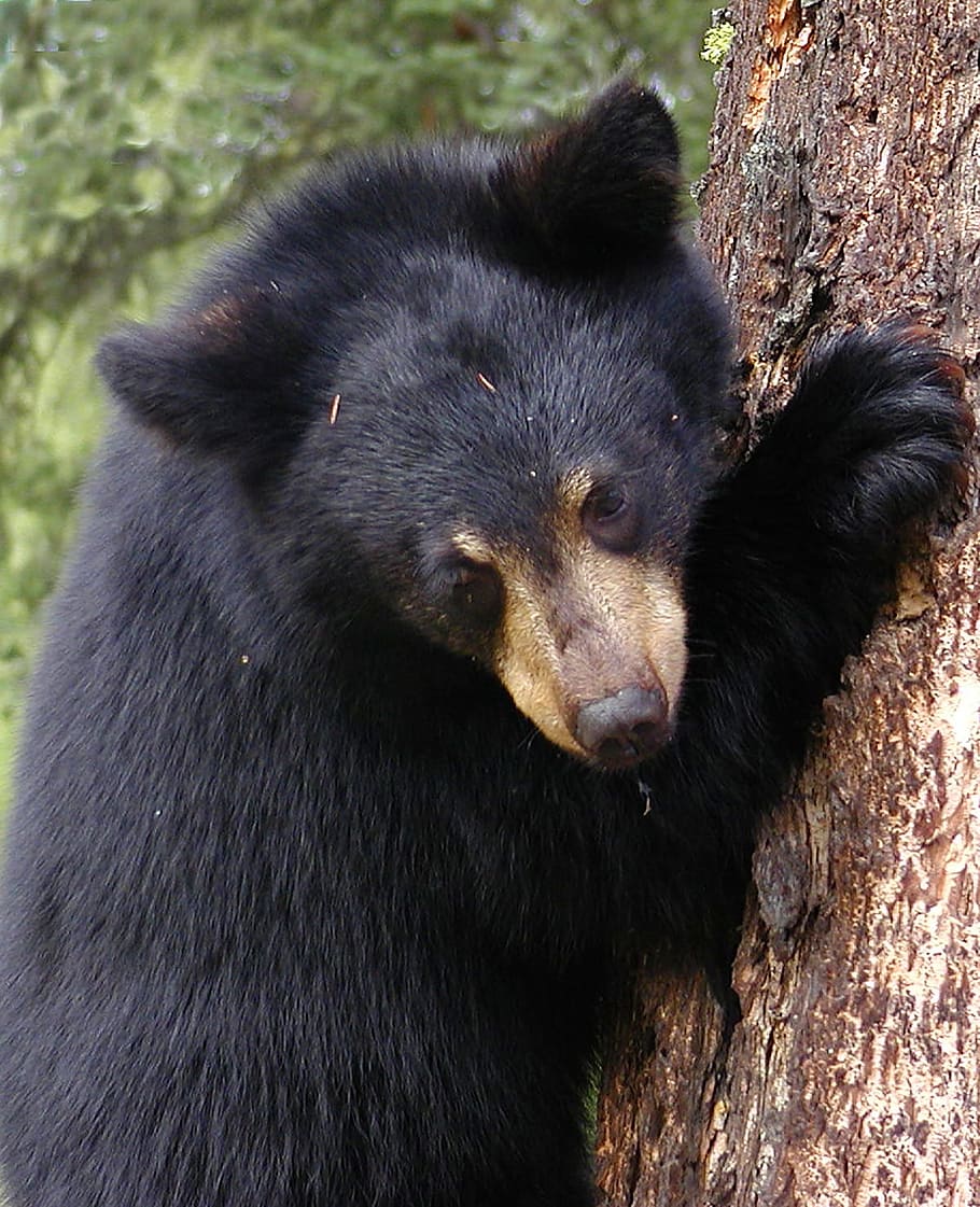 black bear holding a tree, bear cub, climbing, wildlife, animal HD wallpaper