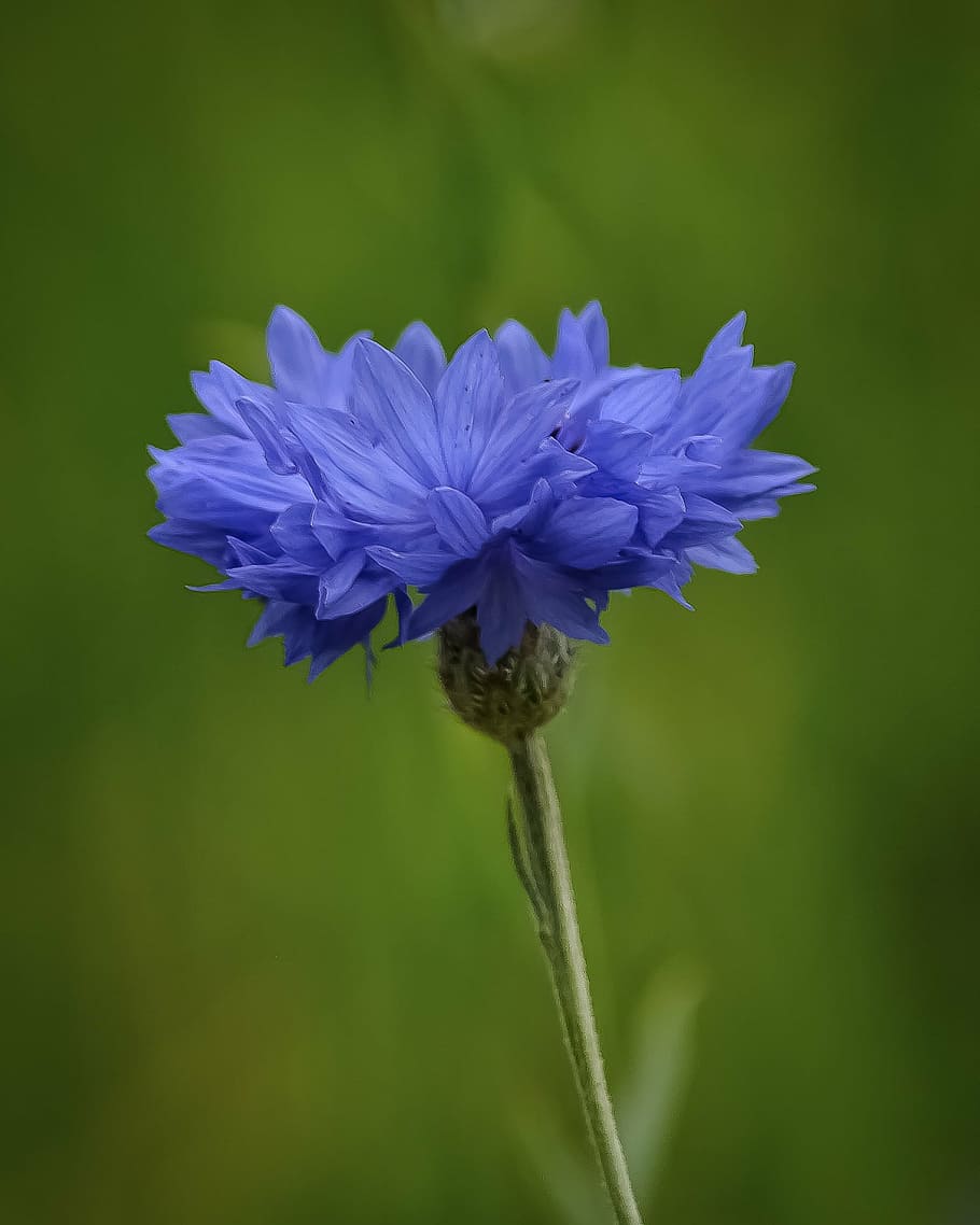 flower, blue, nature, beautiful, floral, plant, natural, green HD wallpaper